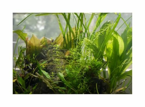 Stk - 150x Aquarium Saison Mix Zimmer Pflanzen - Samen A453 - Seeds & Plants Shop by Ipsa