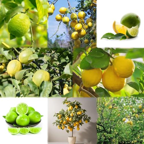 30 piezas semillas de limonero para balcón - Los enanos son resistentes salada de jardin semillas orgánicas, decoración