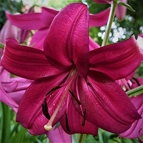 10 Zwiebeln Baumlilien Lilium Purple marble Lilien bis 150cm Zwiebeln winterhart duftend Sommerblüher
