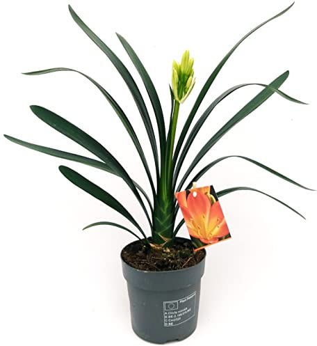 POWERS TO FLOWERS - CLIVIA BICOLORE GIALLO/ARANCIO, pianta vera