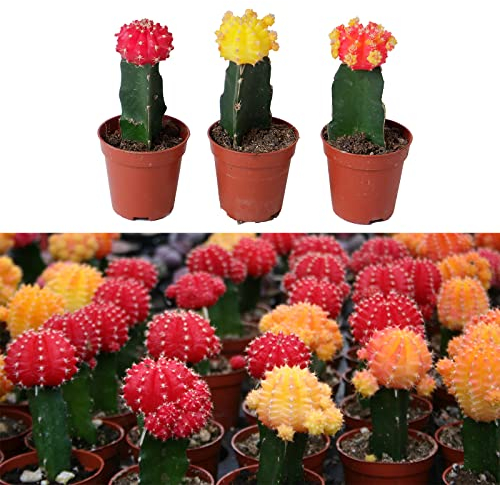 3 x Gymnocalycium mihanovichii in 5.5cm Pots - Colourful Moon Cactus - Indoor Plants Ideal for Beginners