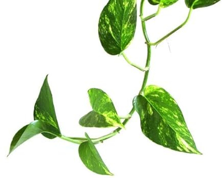 Poto Natural la Planta que Añade un Toque de Elegancia y Sofisticación a tu Hogar