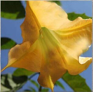 Schwarze Samen, Brugmansia-Engelstrompeten, Bonsai-Baum-Blumensamen 100 Partikel/Los
