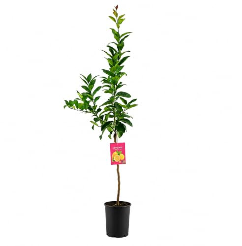 Pianta di Limone Lunario - Citrus lemon - H110cm inclusa fitocella