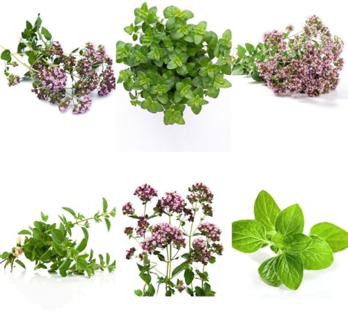 Oregano, Origanum vulgare, steingartenpflanzen küchenkräuter balkon kräutergarten kräutersamen alte sorten 150Samen