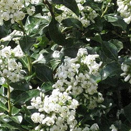 Andenstrauch 'Iveyi' - Escallonia 'Iveyi' - 30-40 cm Topf - Weiße Blüten, pflegeleicht