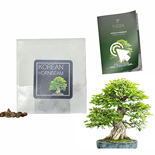 30 Korean Hornbeam Bonsai Seeds | Carpinus Coreana | Growing Guide | Grow Your Own Bonsai Tree | Bonsai Beginners and Enthusiasts