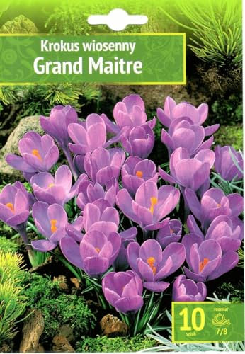 AGRONOM | CROCHI - GRAND MAITRE | Bulbi fiori perenni | Fiori Viola | Si coltivano in giardini fioriti, in vaso, piantati in prati fioriti | Confezione da 10 Bulbi fiori