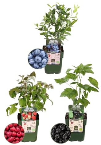 Plants by Frank | Fruchtenparty BIO Obstpflanzen set im mix von 3 verschiedene Sorten | 100% Biologisch Kultiviert | Obstgarten | Obstpflanzen | Pflanzen | Gartenpflanzen Winterhart