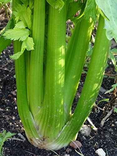 Apio Green Utah (Apium graveolens) - aprox. 400 semillas