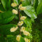 Comprar Semillas de Laurel Cerezo, Plantas de balcón resistentes Prunus laurocerasus, Arbustos en flor resistentes Plantas para lugares soleados arbustos de crecimiento rápido semillas 250pcs