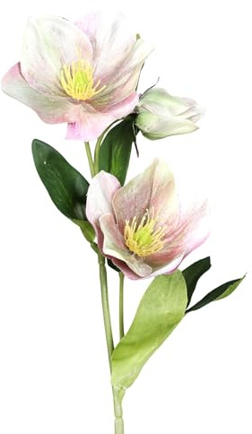 Seidenblumen Roß Christrosenzweig 35cm DP Kunstblumen künstliche Christrose Helleborus Schneerose Blumen Pflanzen (Rosa-Grün)
