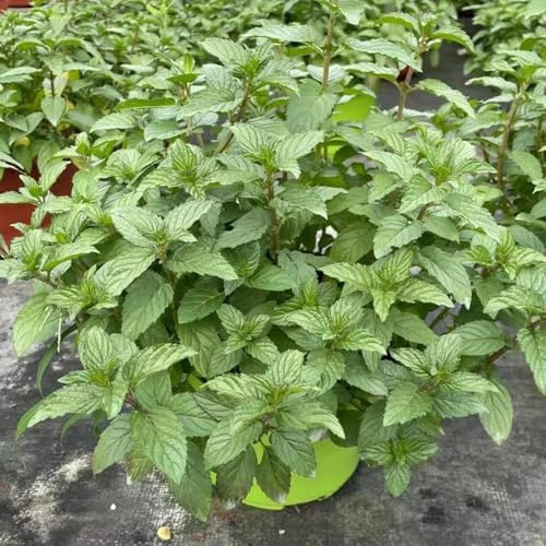 semillas de menta - exóticas orgánicas balcón, perennes resistentes decorativas 100pcs