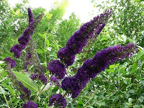 Portal Cool Buddleja Davidii 'Black Knight'