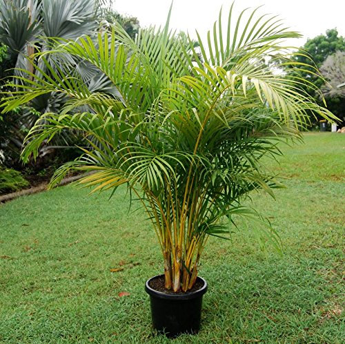 20 Dypsis lutescens Semi, Palma D'oro Della Canna, Palma Areca, Palm Giallo, o semi di Palma Farfalla