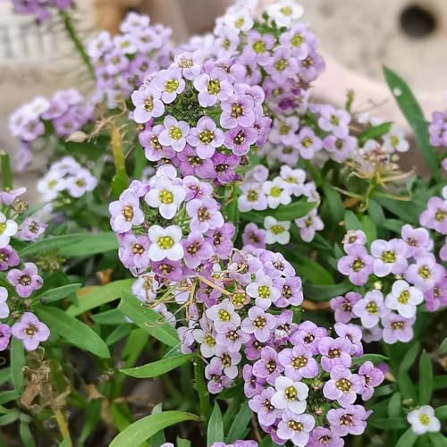 semillas de aliso, cubierta vegetal perenne Semillas de bonsái para camas elevadas de jardín Decoración de jardín para exteriores con semillas de pradera arbustos resistentes semillas 250pcs