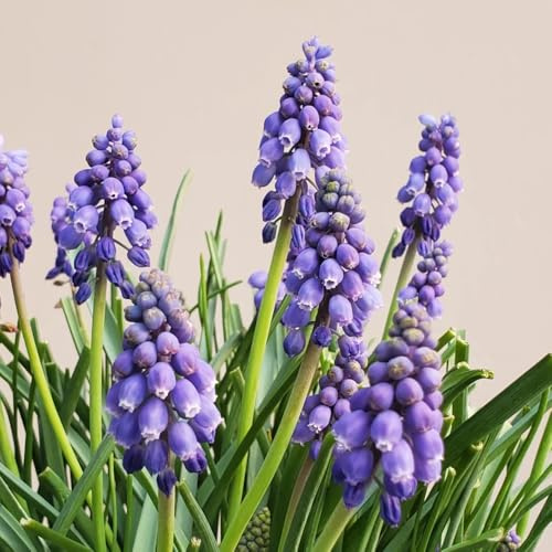 3bulbi di giacinto, giardino giacinti, freschi, decorazioni da giardino per esterno di primaverili copertura del terreno