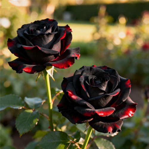 Rizoma de rosa Fragancia exquisita. Raíces de rosas -perenne.Adaptable. Resistente al frío.Puro amor.-2Rizomas-I