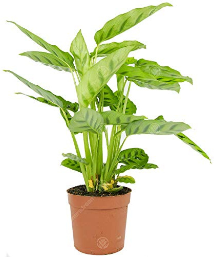 Calathea Leopardina Korbmarante Lebendige Dekorative Zimmerpflanze im 12cm Topf