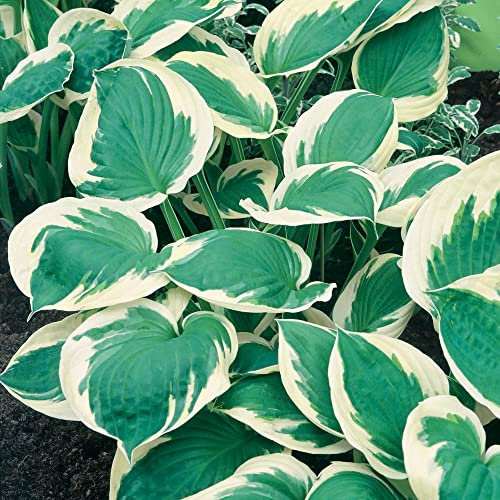 YouGarden Hosta fortunei 'Patriot', 9cm Potted Plant, Bold Foliage and Summer Blooms, Great for Shade and Ready to Plant