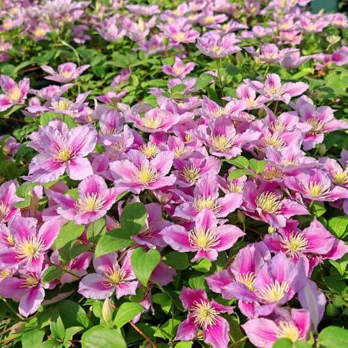 Clematis, Clematis florida, blumensamen wildblumensamen gartenpflanzen stauden winterhart mehrjährig 50Samen