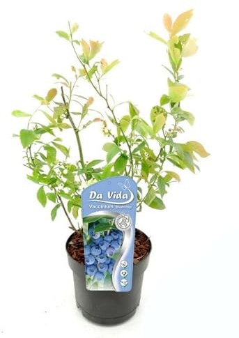 Arándano Azul Planta Viva para Cultivar Frutos del Bosque en Casa