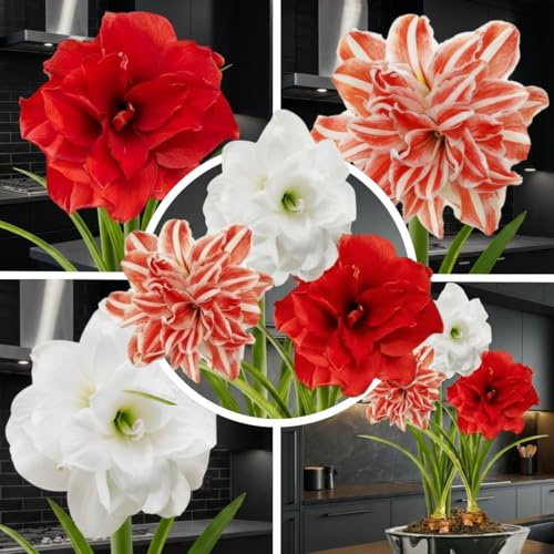 FLORIUM - Colección de bulbos de amarilis dobles (3 bulbos grandes 26/30). Bulbos de Hippeastrum resistentes perfectos para interior y macetas. Plantas exclusivas de Holanda (sin semillas, cera)
