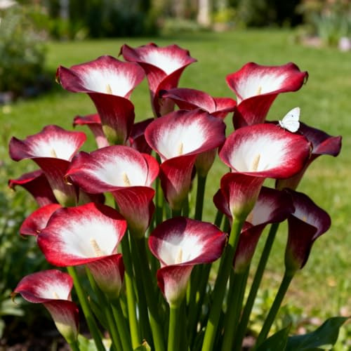 Calla Lily, rizomi di calla resistenti, rizomi perenni da giardino, piantagioni di calla lily rari da giardino-a-2 rizomi