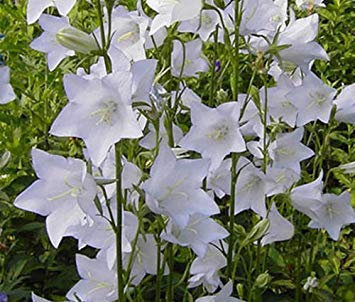 BELLFLOWER WILLOW PEACH LEAVED WHITE Campanula Persicifolia - 500 Bulk Seeds