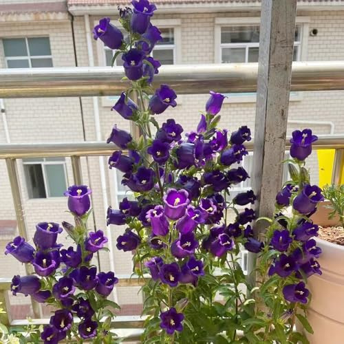 glockenblumen mehrjährig - exotische garden blumensaat wildblumensamen mehrjährig winterhart gartenpflanzen pflanzensamen campanula zimmerpflanzen 120samen