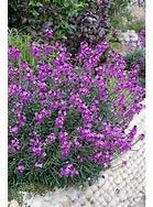 Park Farm Plants 6X Erysimum 'Bowles Mauve' ERYSIMUM Large Perennial Plug Plants.