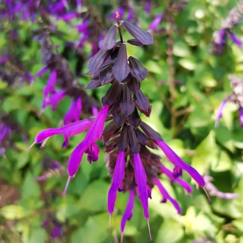 semi di salvia resistente - giardino 500pcs
