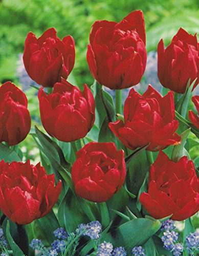 Gefüllte Tulpen Abba Tulpenzwiebeln (20 Blumenzwiebeln)