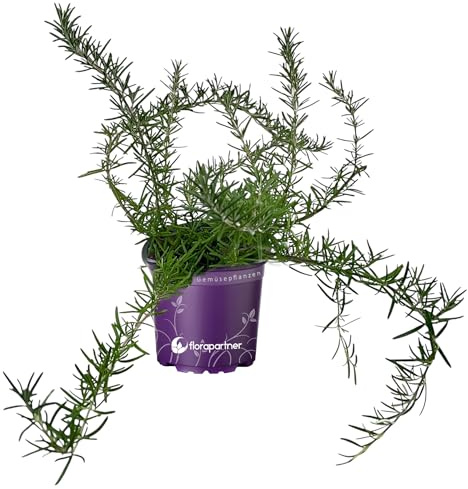 Hängender Rosmarin Rosmariuns officinalis Kräuter Pflanzen 1 stk.