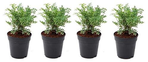 Plantas de Ruda Pack de 4 Unidades Hierbas Aromáticas Ruta Graveolens