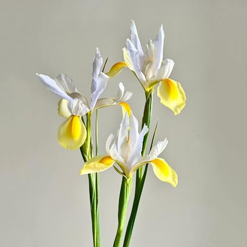 10 pcs Iris Bulbs, FrüHlingsblumen Zwiebeln, Winterharte KüBelpflanzen Gelb Apollo Schwertlilien Zwiebeln, Deko Wohnzimmer, Kleine Geschenke Winterharte Stauden Mehrjährig Gartenblumen,