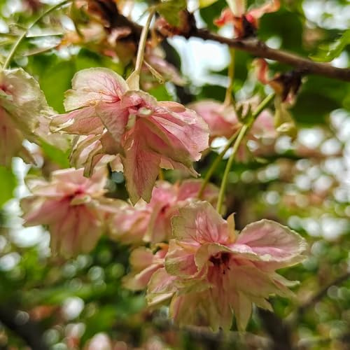 kirschblütenbaum, topfpflanzen draußen winterhart zierkirsche, prunus serrulata, bonsaibaum blühende minigarten kaufen zimmerbonsai 15samen