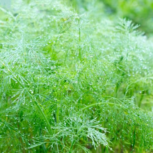 semi di aneto biologici, decorative da balcone, esterno, resistenti, giardino interno appartamento, 300pcs