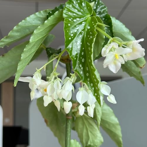 begonia balcón de en begonias semillas de silvestres sombra Decoración orgánica balcón ornamentales lugares soleados Decoraciones 225semillas