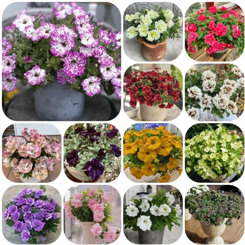 semillas de petunia colgantes de balcón Decoración orgánica 800pcs