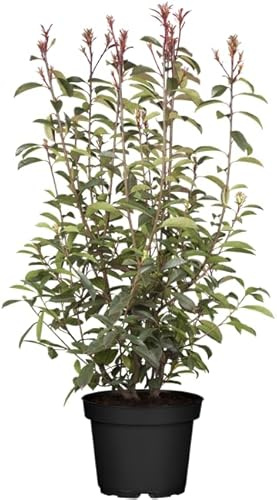 Glanzmispel Photinia fraseri Little Red Robin 30-40 cm winterhart | Rote Blattfaerbung im Austrieb, schnittvertraeglich, sonnig bis halbschattig, ideal fuer Hecken und Kuebel im Garten