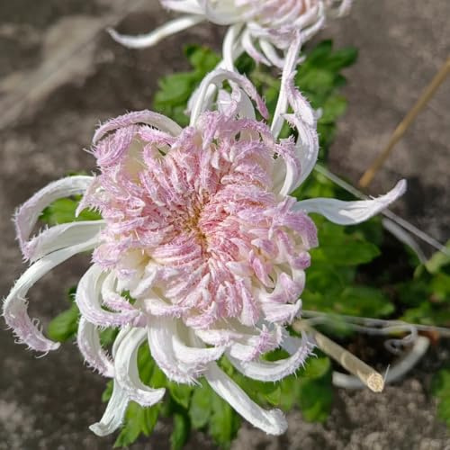 semillas de crisantemo - jardín, balcón exterior resistentes perennes 200pcs