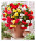 BALDUR Garten Hängebegonie Glamour-Mix,3 Knollen, Begonia pendula, pflegeleicht, einjährig, großblumig, dicht gefüllte Blüten, blüht den ganzen Sommer