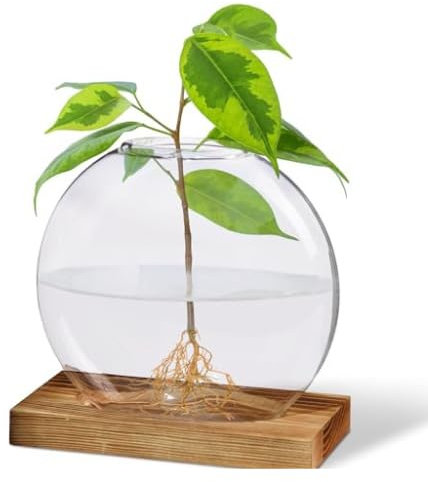 Garden Rituals - Plant Propagation Station Vase, Glass Terrarium Jars, Modern Hydroponic Planters for Indoor Plants, Desktop Glass Pots for Plants Round Vases Plant Holder Home Office Decor, 1Vase