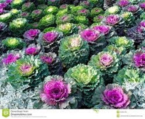 Mélange de graines de fleurs de chou frisé ornemental à fleurs: PAQUET DE 100 GRAINES