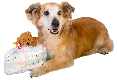 Dingo Waldemar Rutkowski Plüsch-Hundespielzeug „Geburtstagskuchen mit Bär und Partyhut“, mit Quietschern innen (Z30045)