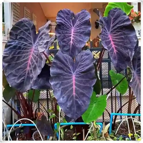 Bulbos de Oreja de Elefante - Plantación Versátil, Crecimiento Robusto, Hojas Majestuosas, Textura Única, Naturalmente Resistente-15 Bulbos