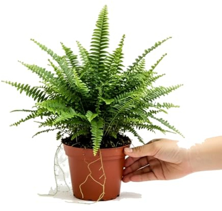 Helecho de Boston Natural Nephrolepis Exaltata de DECOALIVE para Interiores Frescos con Maceta 17 cm Diámetro y Planta 50 cm