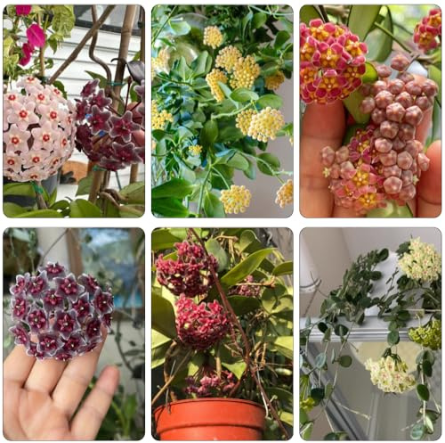 cera, di porcellana - hoya decorative, viti, rampicanti selvatici esotici da ombra semi selvatici da giardino, rampicanti, decorazioni 130semi