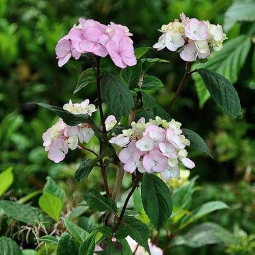 Hydrangea Serrata 'Preziosa'- Hortensia 'Preziosa' 25-30 cm en conteneur